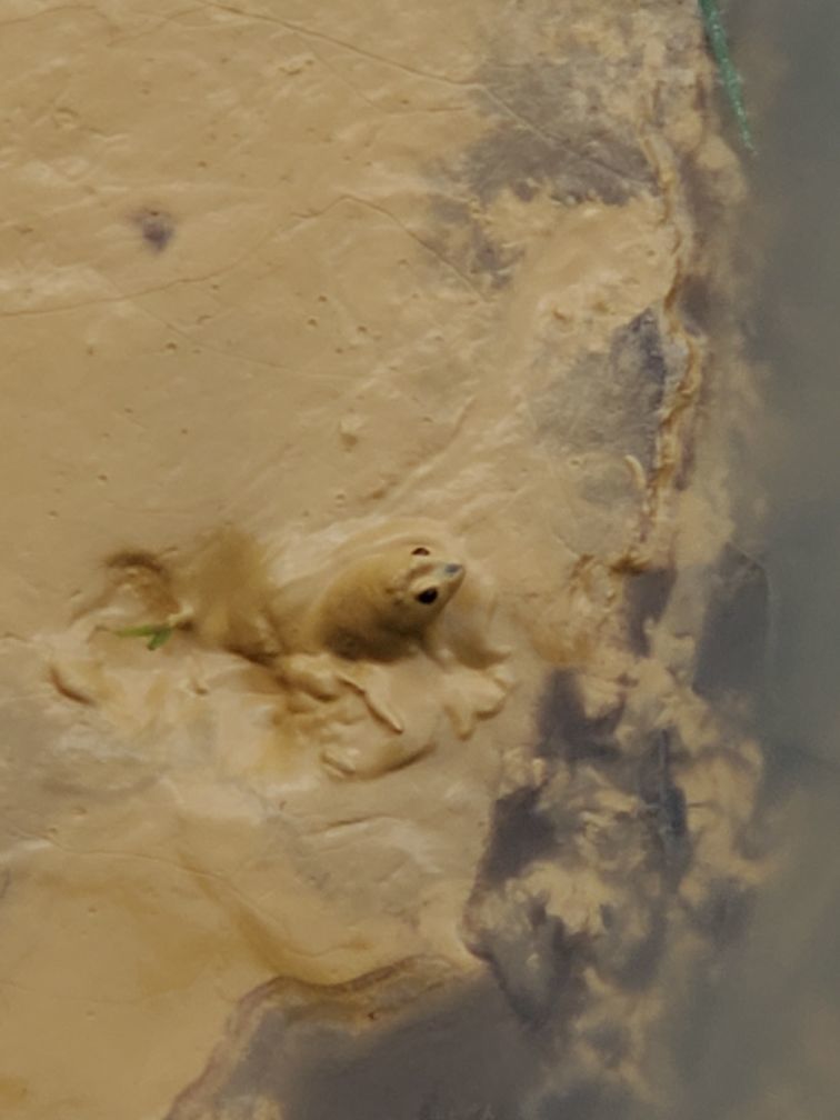 Frog in mine sludge